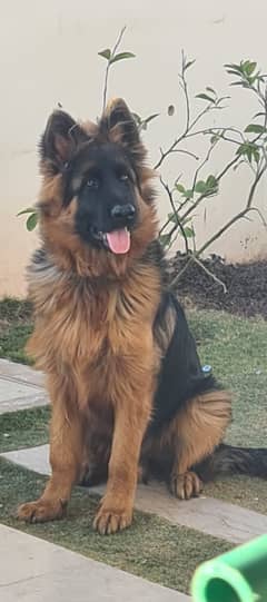 German shepherd | triple coated German shepherd| GSD breeder male