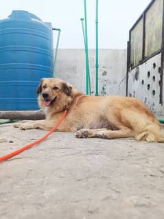 golden retriever Female