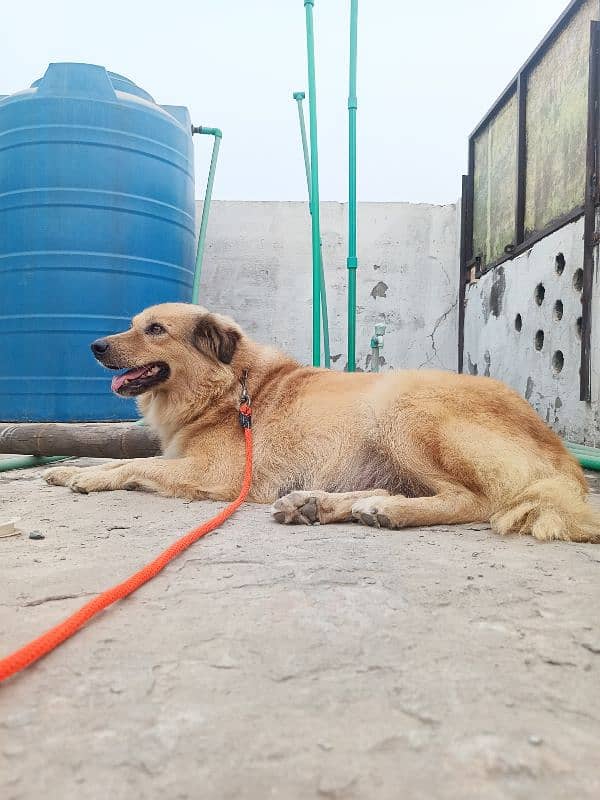 golden retriever Female 1