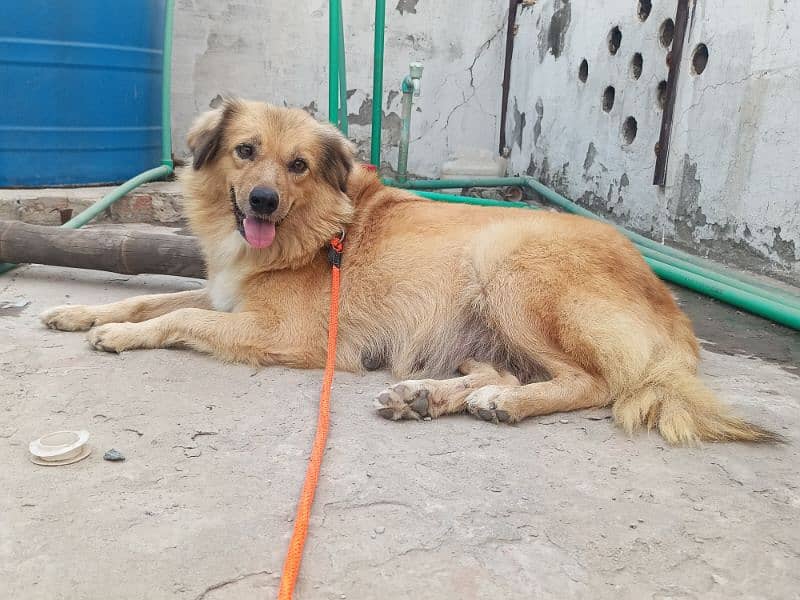 golden retriever Female 2