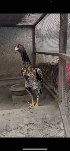 Aseel German Shamo/ female/hen/shamo murgi