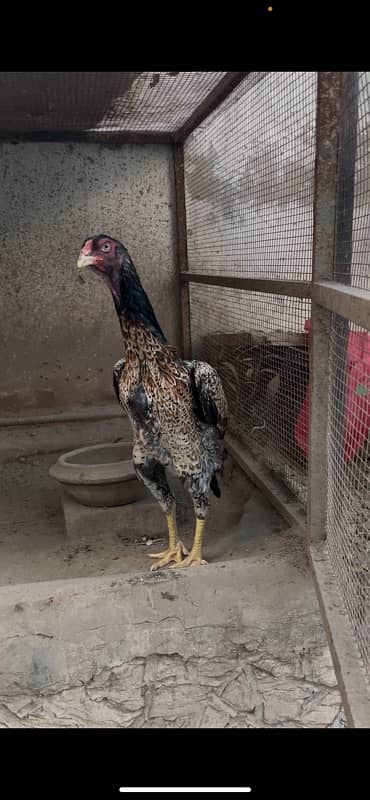 Aseel German Shamo/ female/hen/shamo murgi 0