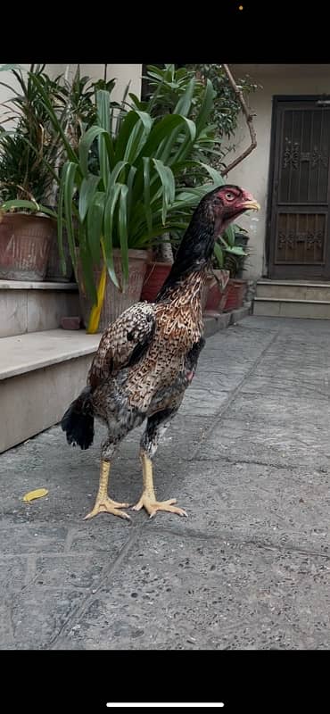 Aseel German Shamo/ female/hen/shamo murgi 2