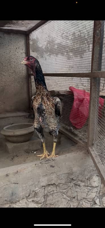 Aseel German Shamo/ female/hen/shamo murgi 3