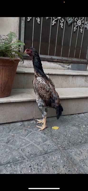 Aseel German Shamo/ female/hen/shamo murgi 4