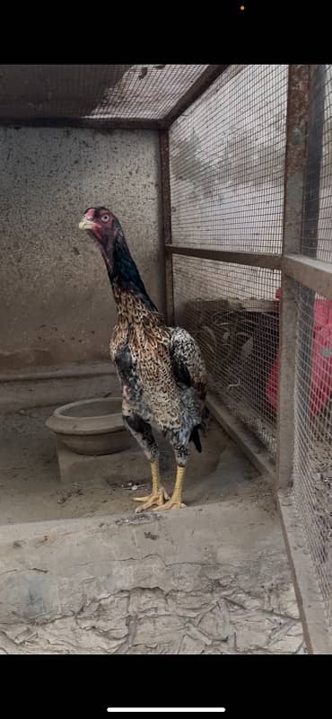 Aseel German Shamo/ female/hen/shamo murgi 6