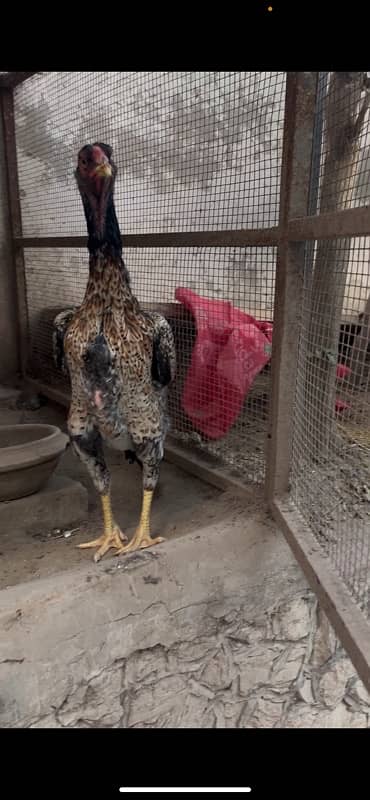 Aseel German Shamo/ female/hen/shamo murgi 7