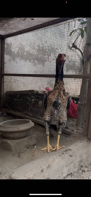 Aseel German Shamo/ female/hen/shamo murgi 8