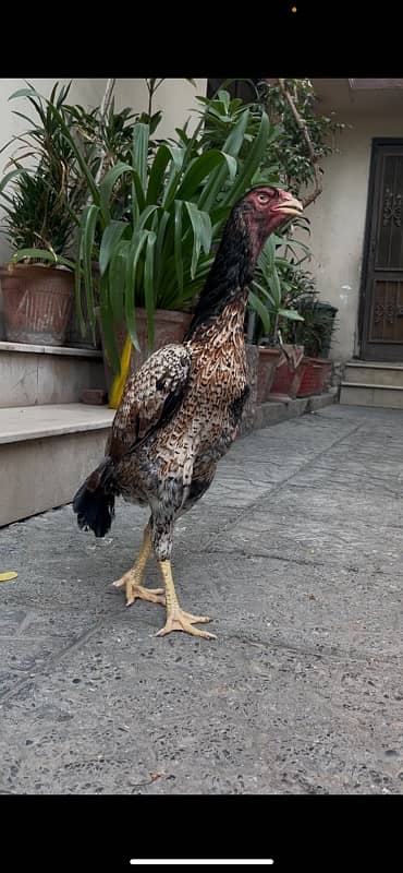 Aseel German Shamo/ female/hen/shamo murgi 9