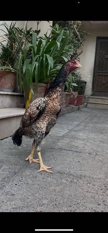 Aseel German Shamo/ female/hen/shamo murgi 10