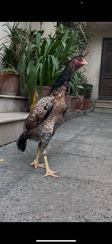 Aseel German Shamo/ female/hen/shamo murgi 11