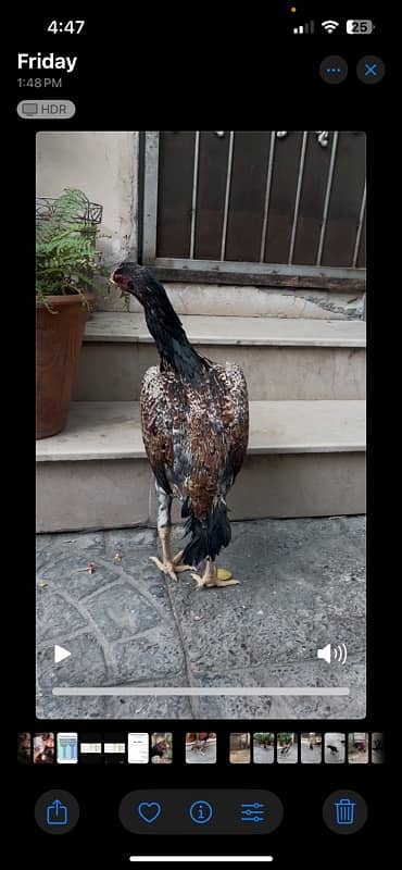 Aseel German Shamo/ female/hen/shamo murgi 12