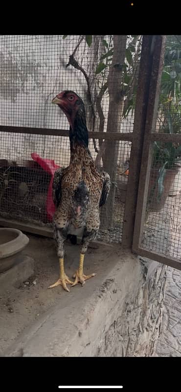 Aseel German Shamo/ female/hen/shamo murgi 13