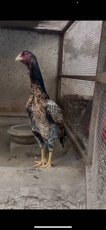 Aseel German Shamo/ female/hen/shamo murgi 14