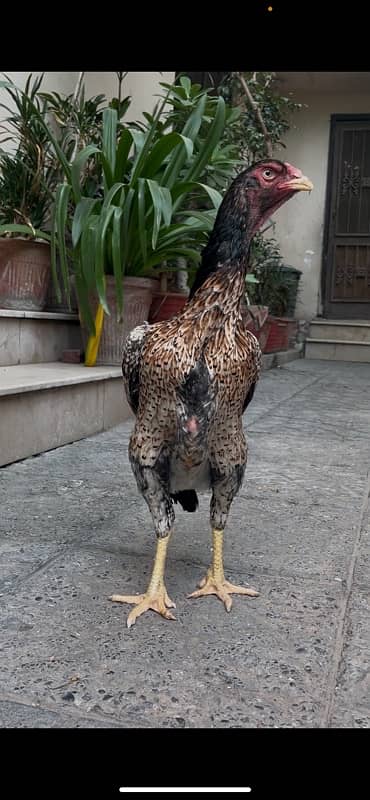 Aseel German Shamo/ female/hen/shamo murgi 15