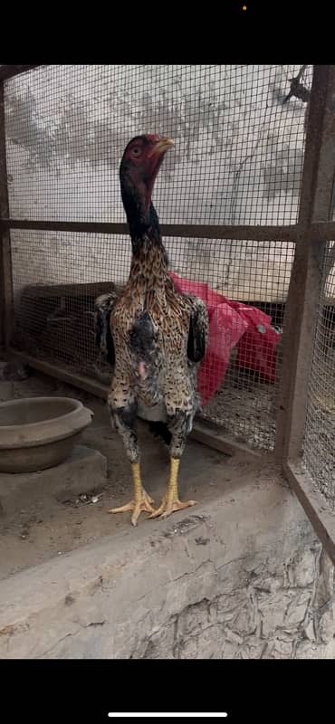 Aseel German Shamo/ female/hen/shamo murgi 16