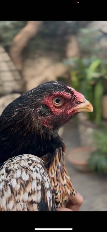 Aseel German Shamo/ female/hen/shamo murgi 17