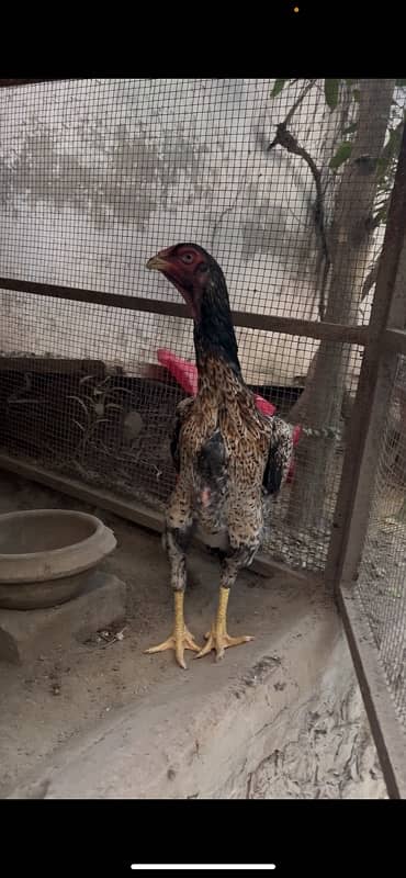 Aseel German Shamo/ female/hen/shamo murgi 18