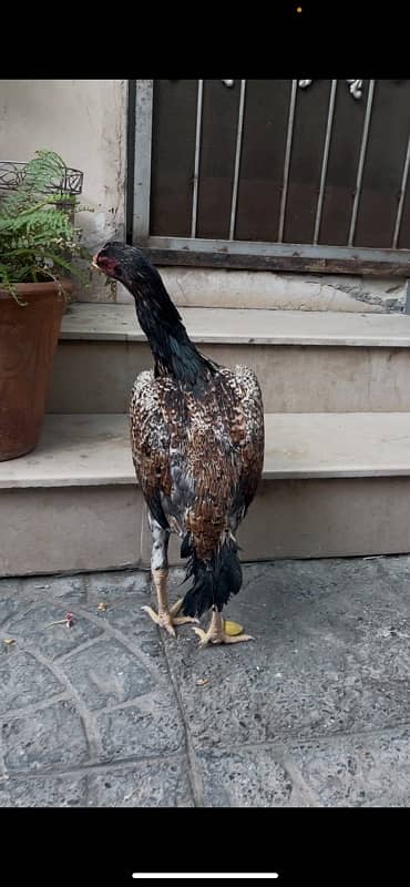 Aseel German Shamo/ female/hen/shamo murgi 19