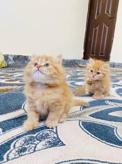 Persian kittens triple coat, Semi punch face & doll face cross