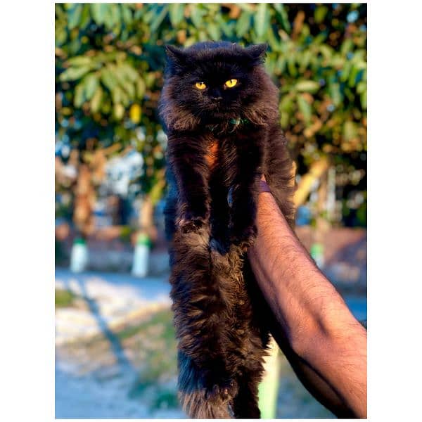 Persian hamalian british punch face piki face cat's and kitten's 12