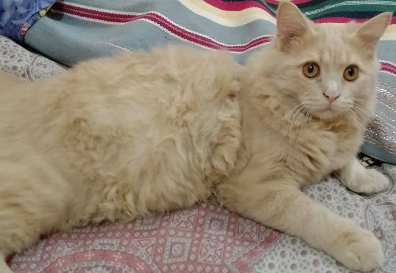 Persian Male Cat 1