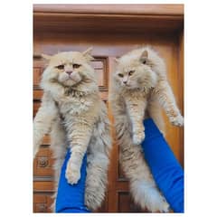 Persian hamalian british punch face piki face cat's and kitten's