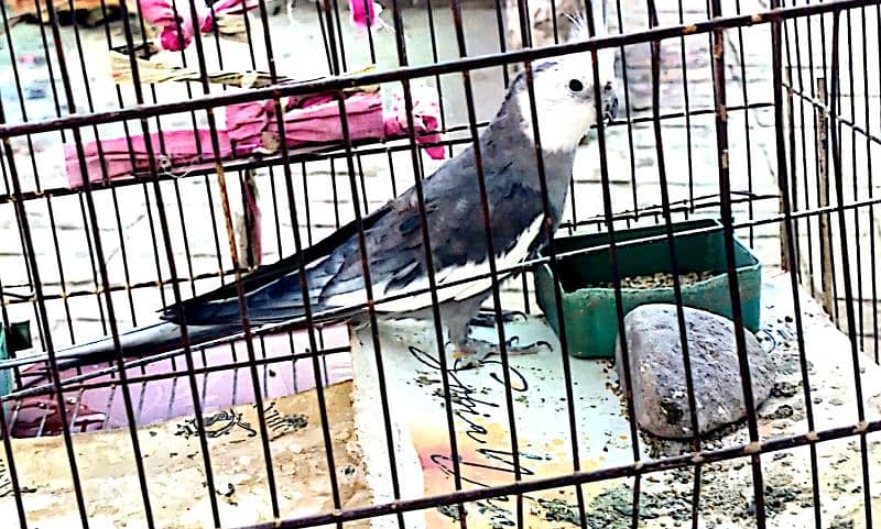 Gray Cockatiel for sale 0