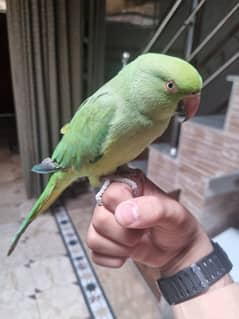 hand tame parrot