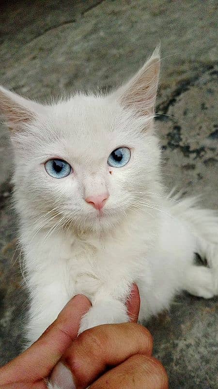 Persian cat blue eyes active cat 0