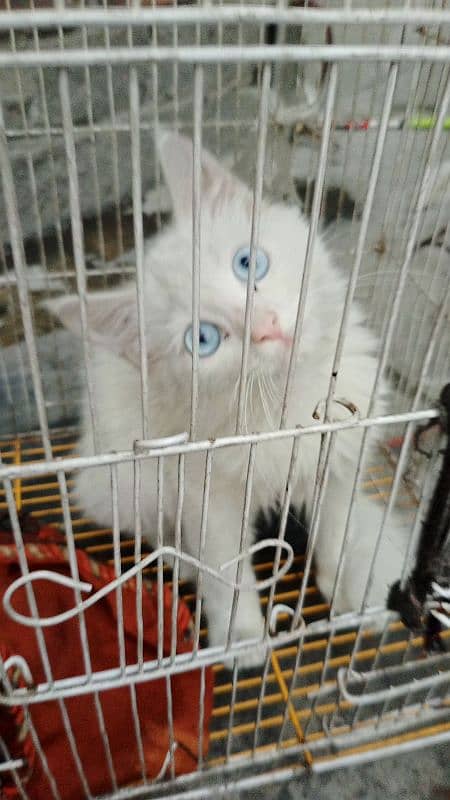 Persian cat blue eyes active cat 1