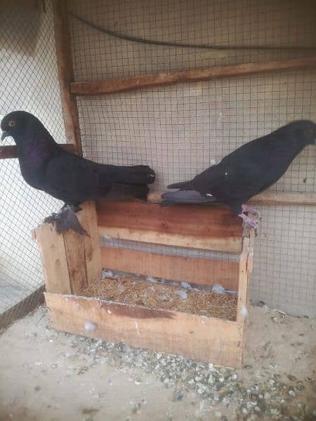 Pigeons 1