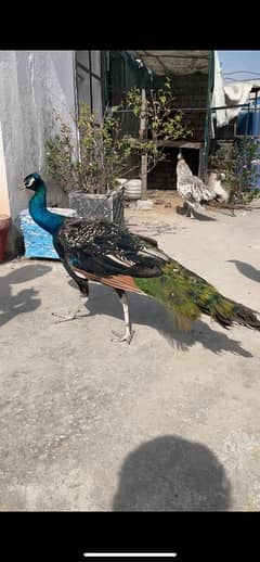 peacock 2  male 1 female for sale