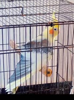 Cockatiel