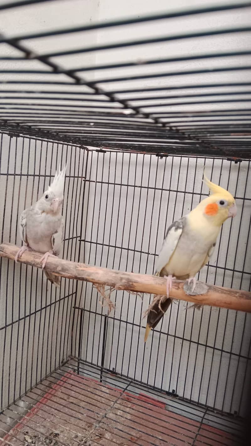 Cockatiel breeder pair 1