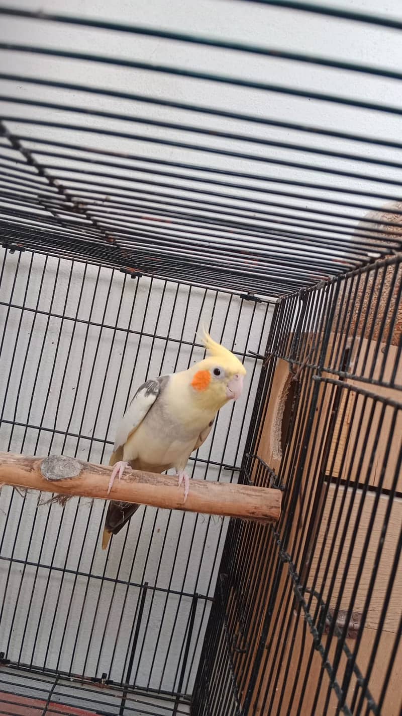 Cockatiel breeder pair 2