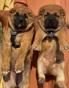 Kurdish Kangal puppies pair full security dogs havey bone for sale