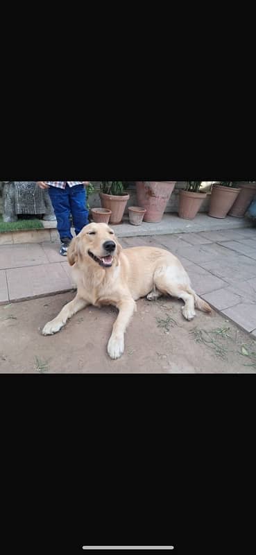 pure golden retriever breed 2