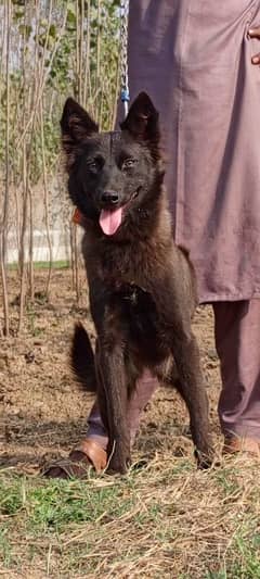 Belgium Shepherd female 5 months for sale