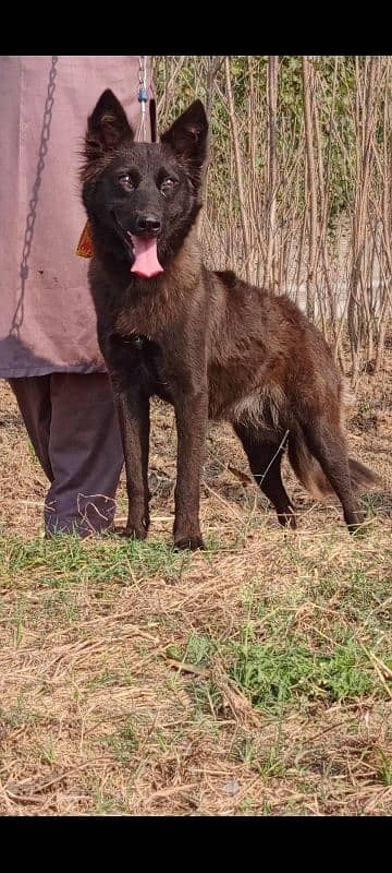 Belgium Shepherd female 5 months for sale 1