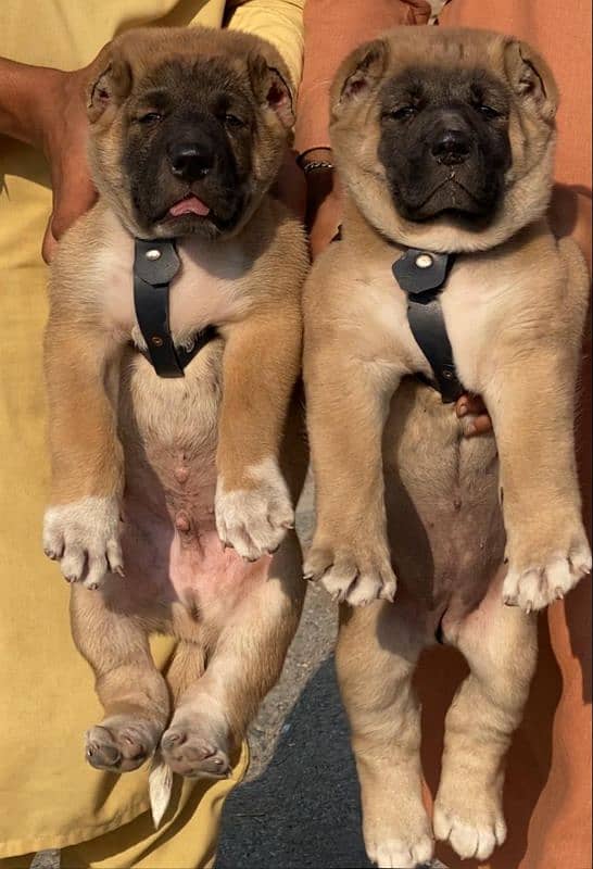 Kurdish Kangal puppies pair full security dogs havey bone for sale 0