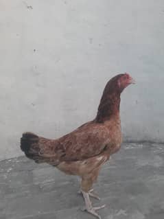 Pure Aseel Hen Breeding Egg laying Hatching