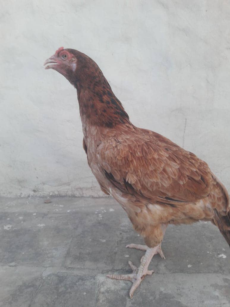 Pure Aseel Hen Breeding Egg laying Hatching 3