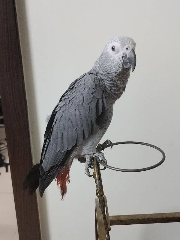 African grey parrot for sale female original breed with cage 0