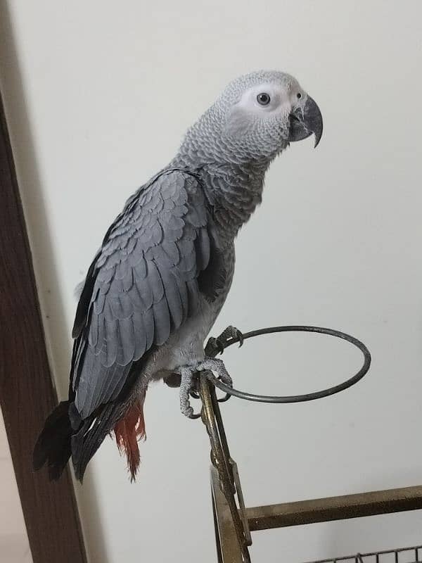 African grey parrot for sale female original breed with cage 1