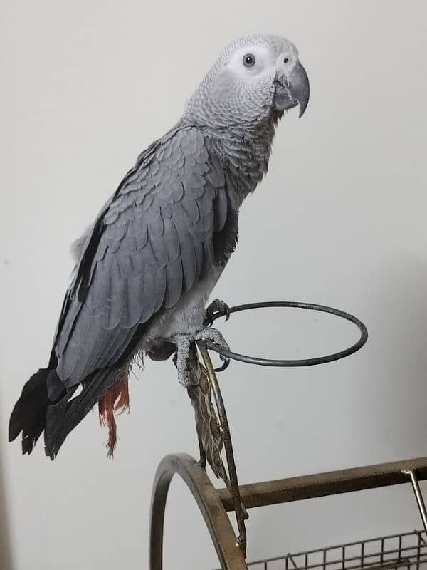 African grey parrot for sale female original breed with cage 3