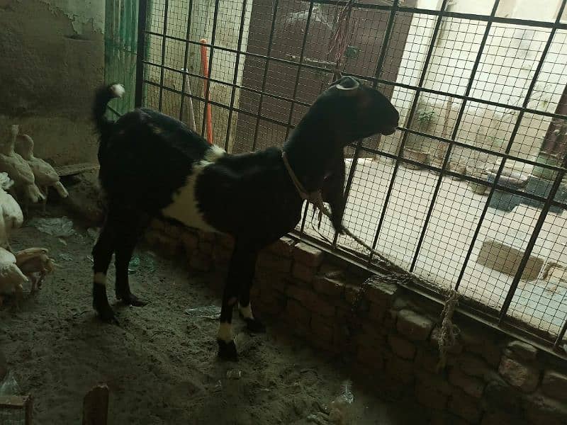 goat for sale 2