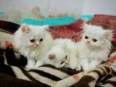 kitten cats for sale 2 male 1 female