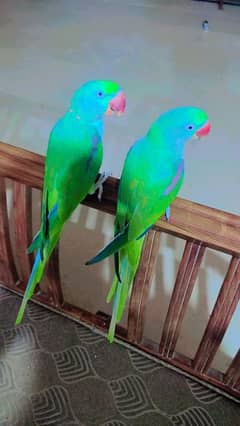 pair raw parrot