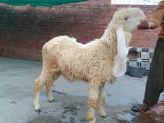 kajla chatra sheep